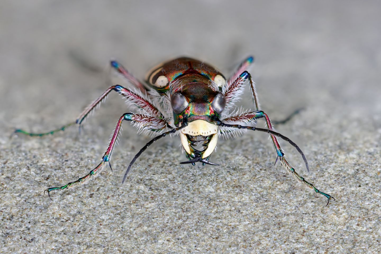 Cicindelidae: Cicindela hybrida transversalis? S.